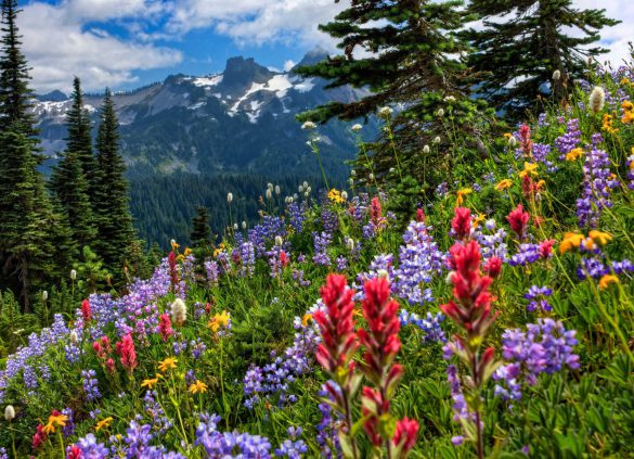 Park Narodowy Mount Rainier – tapety na smartfon i tablet (8)