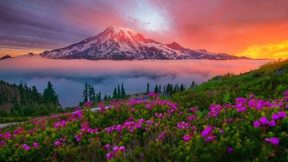 Park Narodowy Mount Rainier – tapety na smartfon i tablet (9)