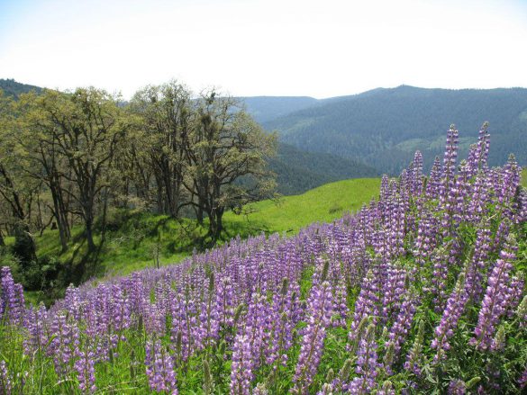 Park Narodowy Redwood – tapety na smartfon i tablet (13)