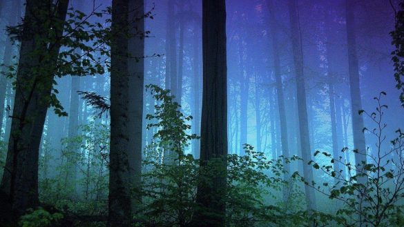 Park Narodowy Redwood – tapety na smartfon i tablet (16)