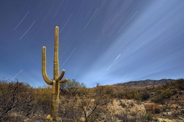 Park Narodowy Saguaro – tapety na pulpit (11)