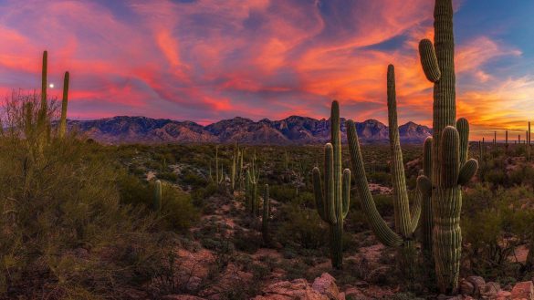 Park Narodowy Saguaro – tapety na pulpit (13)