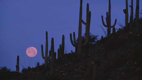 Park Narodowy Saguaro – tapety na pulpit (15)