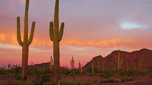 Park Narodowy Saguaro – tapety na pulpit (16)