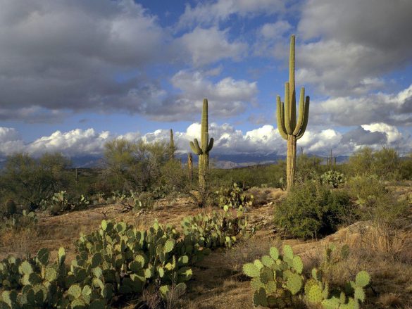 Park Narodowy Saguaro – tapety na pulpit (2)