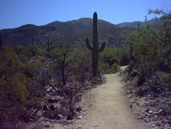 Park Narodowy Saguaro – tapety na pulpit (20)