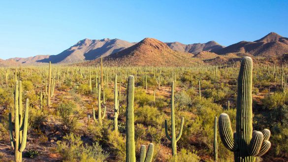 Park Narodowy Saguaro – tapety na pulpit (21)