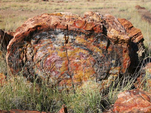 Park Narodowy Skamieniałego Lasu – tapety na smartfon i tablet (13)