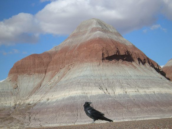 Park Narodowy Skamieniałego Lasu – tapety na smartfon i tablet (2)