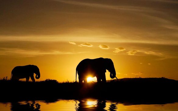 Safari – tapety na pulpit (1)