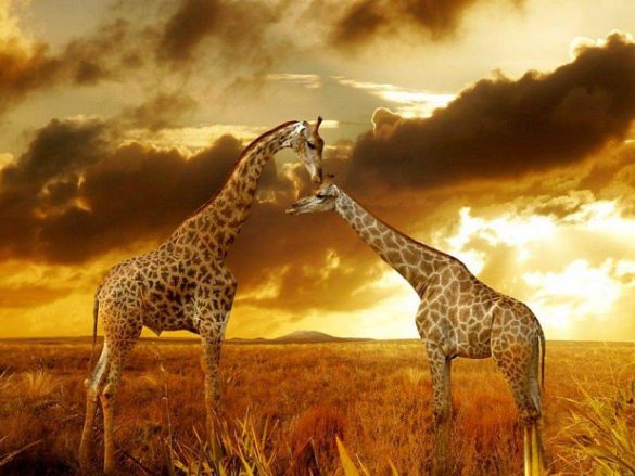 Safari – tapety na pulpit (10)