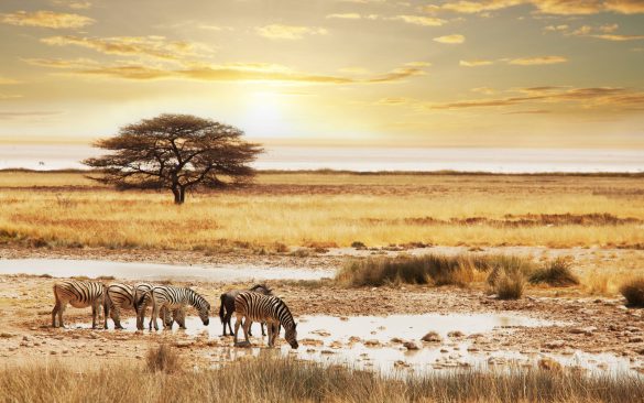 Safari – tapety na pulpit (11)