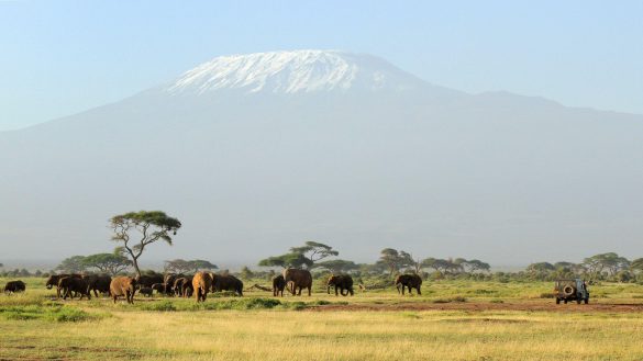Safari – tapety na pulpit (12)