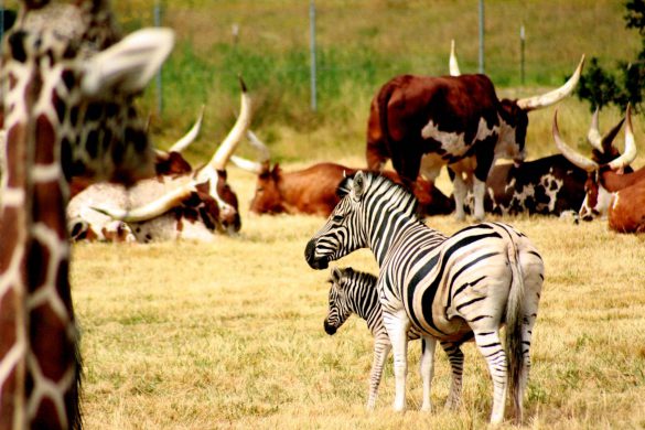 Safari – tapety na pulpit (13)