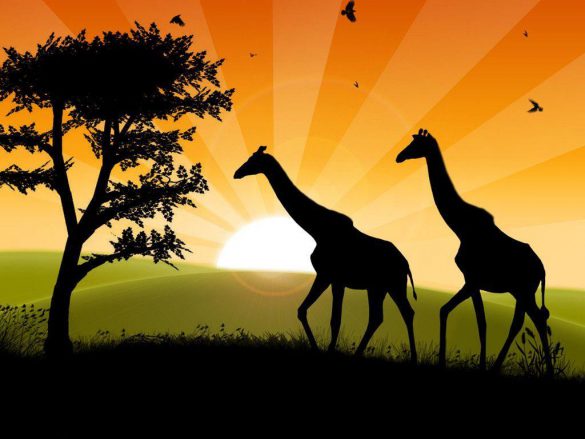 Safari – tapety na pulpit (14)