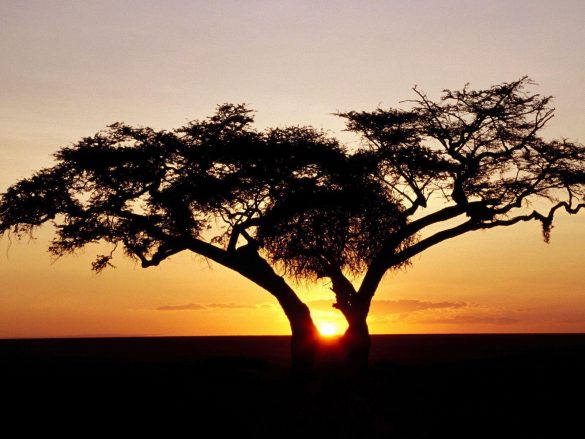 Safari – tapety na pulpit (16)