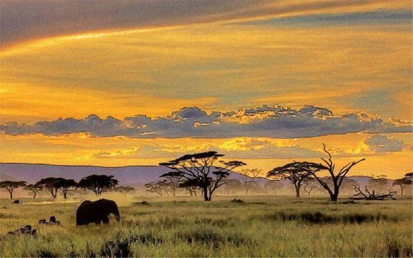 Safari – tapety na pulpit (17)