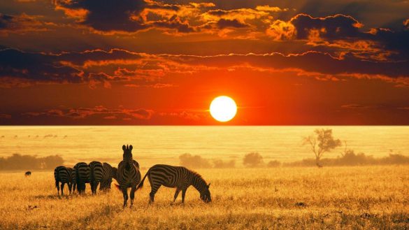 Safari – tapety na pulpit (18)