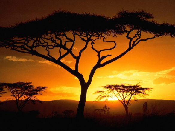 Safari – tapety na pulpit (21)