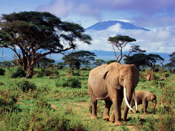 Safari – tapety na pulpit (23)