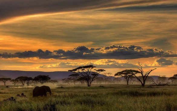 Safari – tapety na pulpit (24)