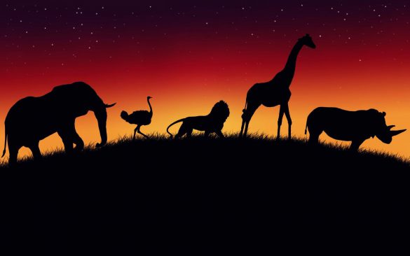 Safari – tapety na pulpit (4)