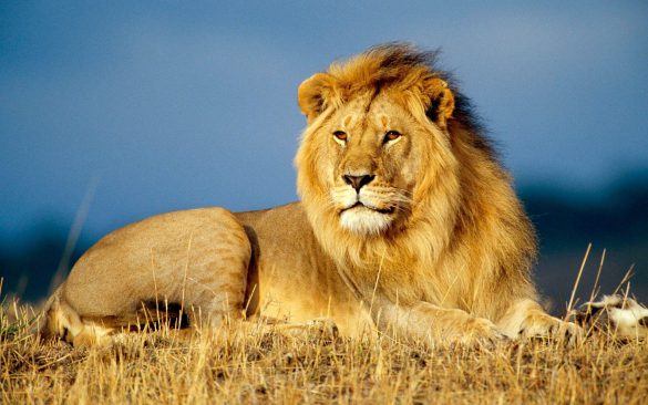 Safari – tapety na pulpit (5)