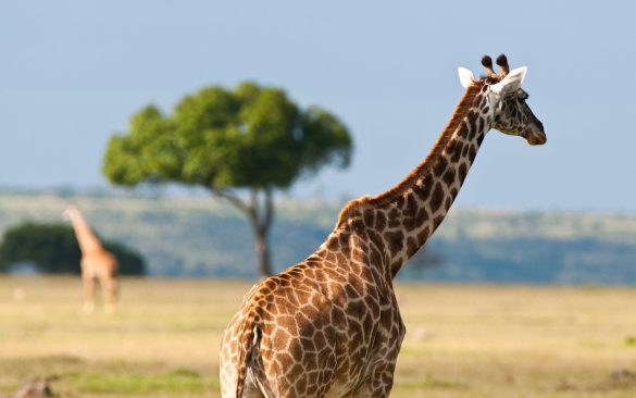 Safari – tapety na pulpit (6)