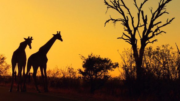 Safari – tapety na pulpit (7)