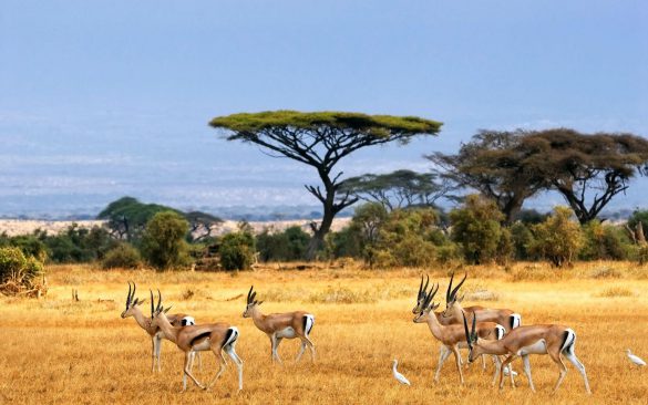 Safari – tapety na pulpit (9)