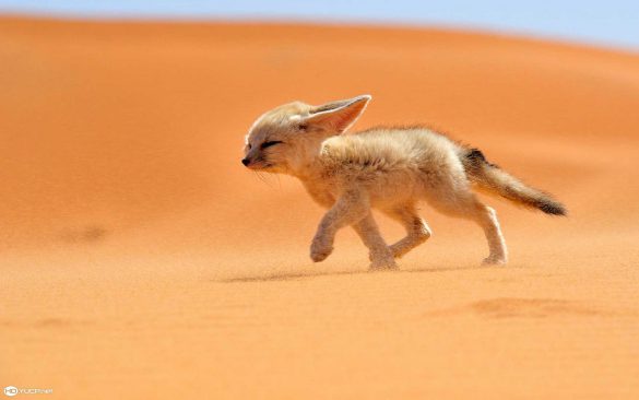 Sahara – tapety na smartfon i tablet (7)