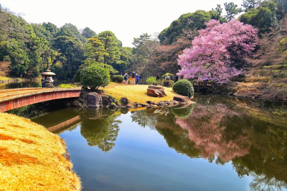 Shinjuku Gyoen – tapety na pulpit (1)