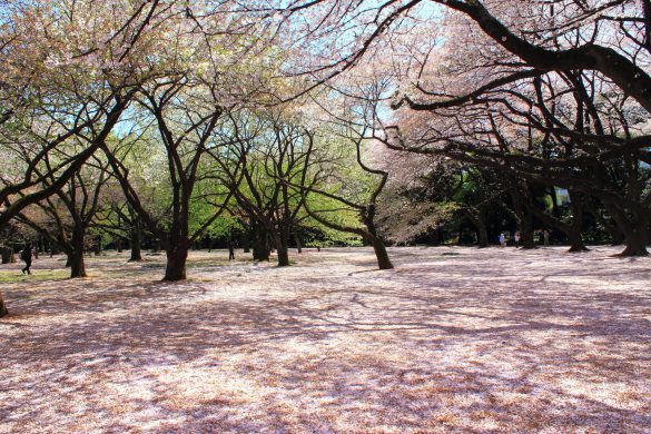 Shinjuku Gyoen – tapety na pulpit (10)