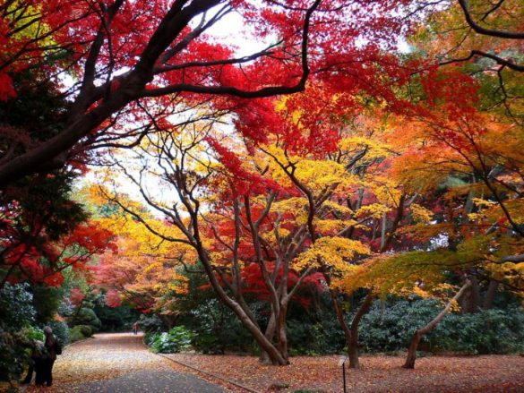 Shinjuku Gyoen – tapety na pulpit (14)