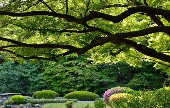 Shinjuku Gyoen – tapety na pulpit (3)