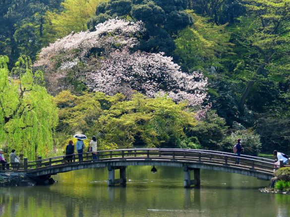 Shinjuku Gyoen – tapety na pulpit (5)