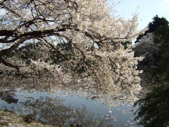 Shinjuku Gyoen – tapety na pulpit (8)