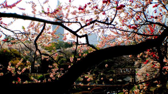 Shinjuku Gyoen – tapety na smartfon i tablet (1)