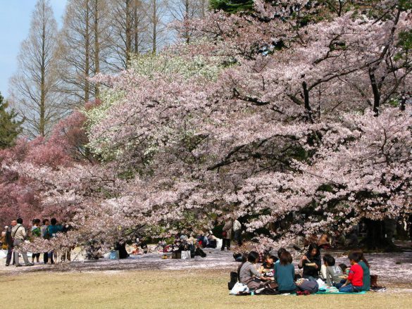 Shinjuku Gyoen – tapety na smartfon i tablet (13)