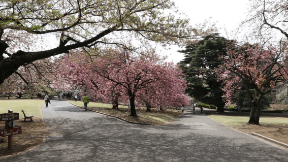 Shinjuku Gyoen – tapety na smartfon i tablet (2)