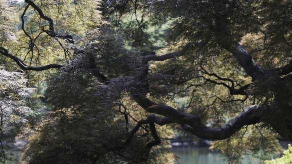 Shinjuku Gyoen – tapety na smartfon i tablet (3)