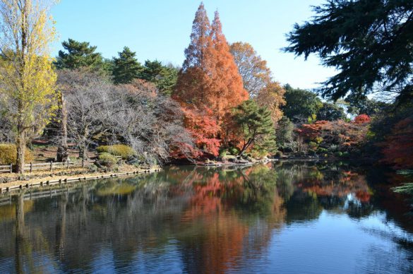 Shinjuku Gyoen – tapety na smartfon i tablet (7)