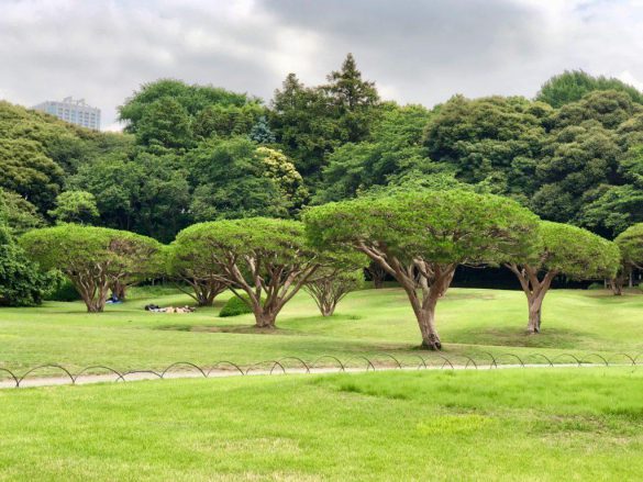 Shinjuku Gyoen – tapety na smartfon i tablet (8)